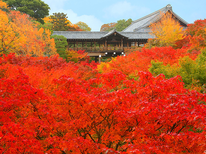 秋の京 西へ東へ紅葉狩り１