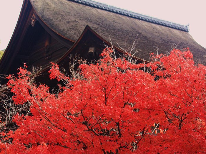 秋の安芸 毛利,高杉,紅葉谷２