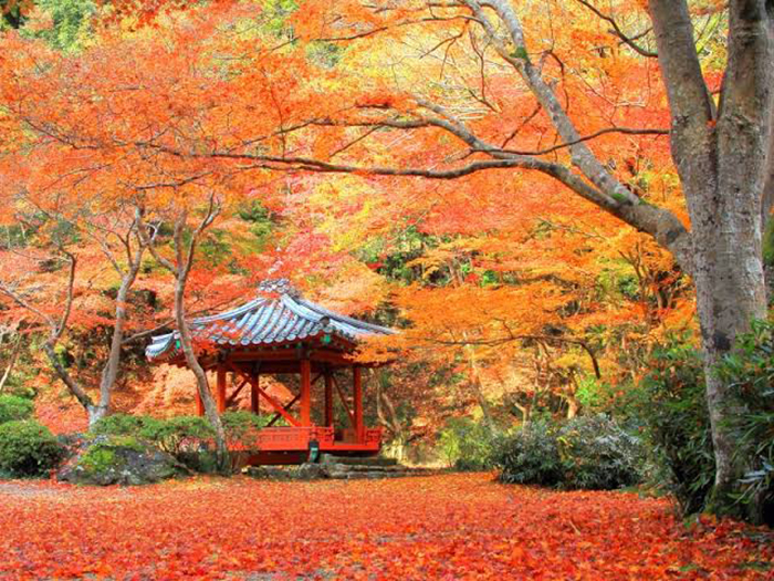 秋の安芸 毛利,高杉,紅葉谷４